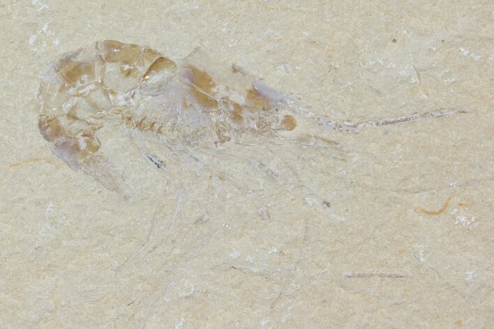 Cretaceous Fossil Shrimp - Lebanon #123920